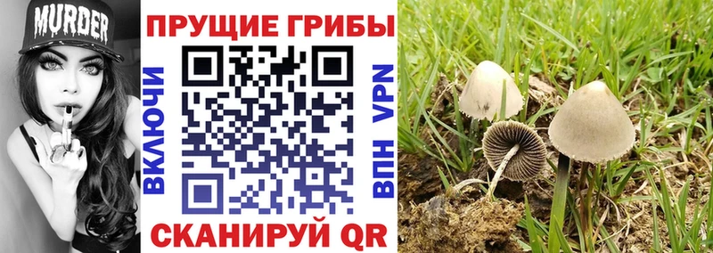 Псилоцибиновые грибы мицелий  Йошкар-Ола 