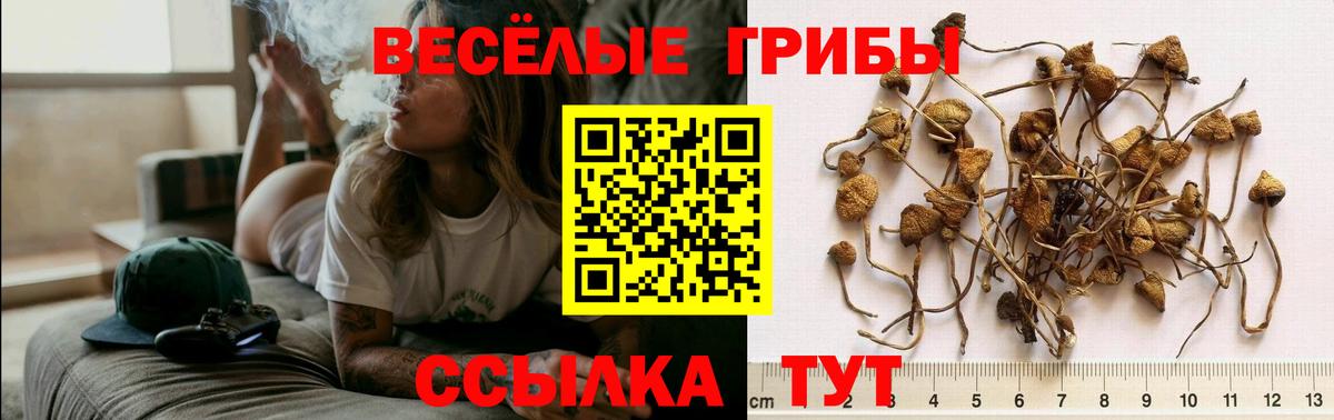 Псилоцибиновые грибы GOLDEN TEACHER  Йошкар-Ола 